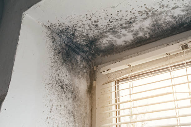 Affordable Mold Cleanup solutions in Minnetonka, MN